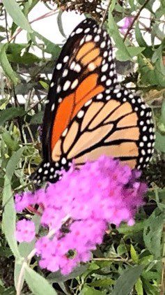 Monarch butterfly on purple butterfly bush bloom